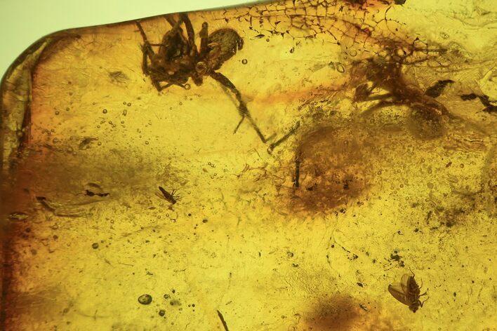 Fossil Fly (Diptera) & Spider (Aranea) In Baltic Amber #87242